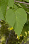 Southern catalpa